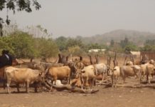 Burkina Faso : les autorités suspendent l’exportation du bétail jusqu’à nouvel ordre