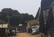 Insolite : un âne monte la garde devant le siège de l’UFDG à la Minière