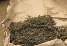 Consommation du chanvre indien à Kankan: le fléau bénéficie-t-il du laxisme des autorités ?