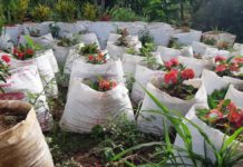 Jardin de Kakimbo: les fleuristes confrontés à un manque de clientèle