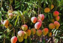 N’Zérékoré/Soulouta : un adulte coupe les doigts d’un adolescent à cause de mangues