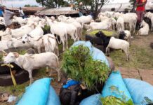 Tabaski en vue: le calvaire des revendeurs à se trouver du bétail