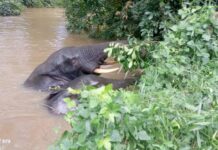 Yomou: découverte d’éléphants d’Afrique à Diécké