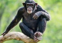 Dalaba : un homme « confond son ami à un chimpanzé » et le tue