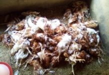 Mamou: au moins 200 poulets tués par un chien dans une ferme