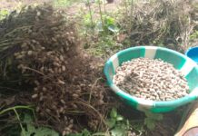 Banian/Faranah: les cultivateurs se plaignent du faible rendement de leurs champs d’arachides