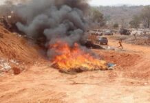 Mamou : 1 450 kilogrammes de chanvre indien incinérés par les autorités