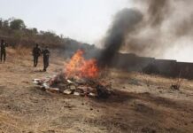 Siguiri : incinération de plus de 1006 kilogrammes de chanvre indien