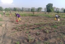 Envolée des prix d’intrants à Faranah: le sac de 50 kg d’engrais passe de 250 000 à 450 000 francs guinéens (constat)