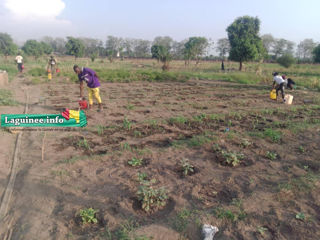Envolée des prix d’intrants à Faranah: le sac de 50 kg d’engrais passe de 250 000 à 450 000 francs guinéens (constat)