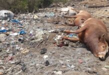 Tracasseries douanières à Dabola sur un convoi de transport de bétail: 35 boeufs en meurent