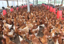 Grippe Aviaire en Guinée : Déjà, une perte de près de 55 000 tètes de volailles enregistrée (Ministère de l’élevage)