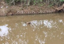 Labé : un corps en état de putréfaction découvert dans une rivière