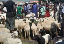 Fête de Tabaski et bétails : les citoyens se plaignent, « Les prix sont vraiment insupportables… »