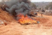 Mamou : incinération de plus de 1000 kilogrammes de chanvre indien à Doukiwal