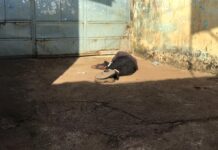 Grand marché de Matoto : un vigile tué dans une opération de vol