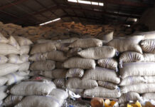 Boké/ Plus de 15 000 tonnes de noix de cajou non vendues : Le cri de coeur des acteurs de la filière