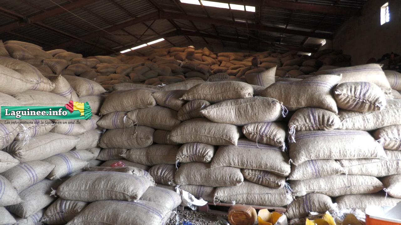 Boké/ Plus de 15 000 tonnes de noix de cajou non vendues : Le cri de coeur des acteurs de la filière