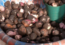 Boké : les citoyens divisés sur l’utilisation des noix de colas