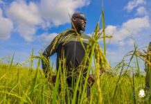 Agriculture : la totalité de la récolte du Col. Doumbouya et les 50% de celle des ministres seront reversées aux cantines scolaires (communiqué)