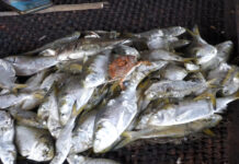 Faranah : pour avoir volé deux chaises et des poissons, un jeune de 23 ans, condamné à 3 ans de prison ferme