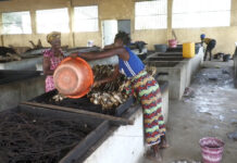 Boké : immersion dans l’univers des femmes fumeuses de poissons à Kanfarandé