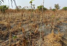 Kindia : les agriculteurs victimes d’incendie en colère contre le ministre Mamoudou Nagnalen Barry