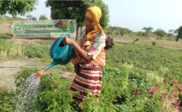 Agriculture/Faranah : à la rencontre des femmes maraîchères