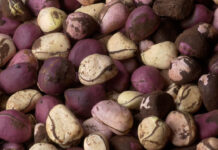 Boké : les mariages pompeux au cœur des débats