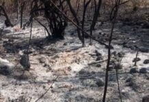 Ourékaba (Mamou) : Un enfant de 8 ans meurt après être brûlé dans un champ