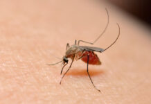 JMLCP : la Région Africaine a enregistré 234 millions de cas de paludisme et 593 000 décès