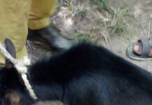 Kissidougou : un féticheur surpris au cimetière de Missiran avec une chèvre noire et des gris-gris