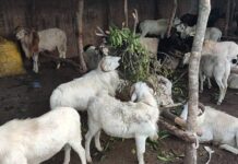 Labé : les petits ruminants se négocient jusqu’à 2 500 000 francs guinéens