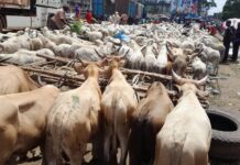 Fête de Tabaski : le cri de cœur des vendeurs de bétails à moins d’une semaine de la fête