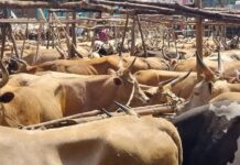 Mali : deux commerçants guinéens de bétail portés disparus après une interpellation près de Kati, la Fédération lance un appel urgent