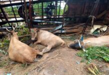 Gbanworoya (Faranah) : un présumé voleur des boeufs arrêté par la gendarmerie