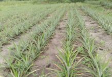 Maferenyah : la coopérative Simplifiée des producteurs d’ananas et produits divers de Conteyah Scoops PAPDC », s’investit pour relever ses défis