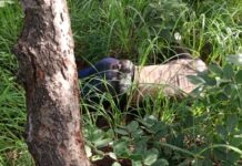 Mantro (Siguiri) : découverte macabre du corps d’un jeune Burkinabé dans une brousse