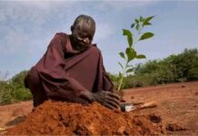 Burkina Faso : Yacouba Sawadogo, l’homme qui arrêta le désert, est mort!