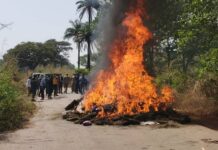 Kindia : 835 kg de chanvre indien et 76 cartons de produits illicites incinérés par les autorités