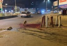 Mystérieuses cérémonies nocturnes: Des bœufs immolés dans des carrefours de Conakry