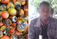 Production maraîchère : Mohamed L. Bah et ses 10 millions GNF partis en fumée dans la crise de carburant