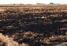 Kissidougou: Un champ de riz de 25 hectares et une moissonneuse calcinés par le feu