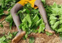 Körèkörè-Siguiri : un adolescent de 14 ans meurt par noyade