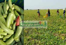 Le gombo, le trésor vert de la sous-préfecture de Koba !
