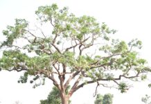 Koubia-Pilimini: une sexagénaire chute d’un néré et meurt!