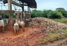 Kankan : l’abattoir de Dalako, un danger pour la santé publique