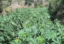 Maroc : Grâce royale pour 4 800 cultivateurs de cannabis