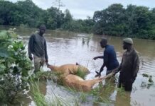Inondations à Kanfrandou : Plus de 25 bœufs emportés par les eaux