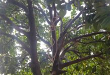 Labé : Un artiste met fin à ses jours par pendaison